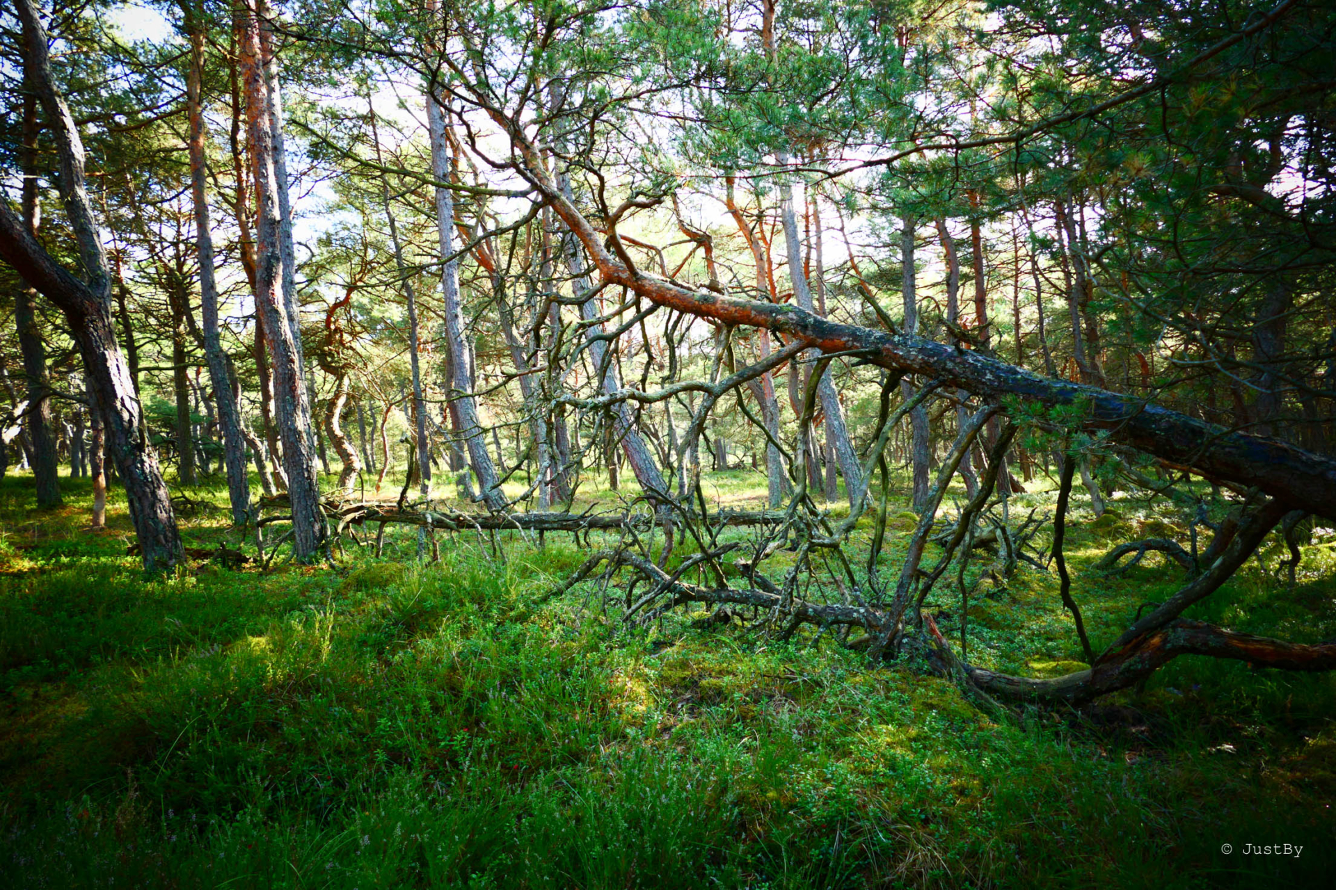 słowiński park