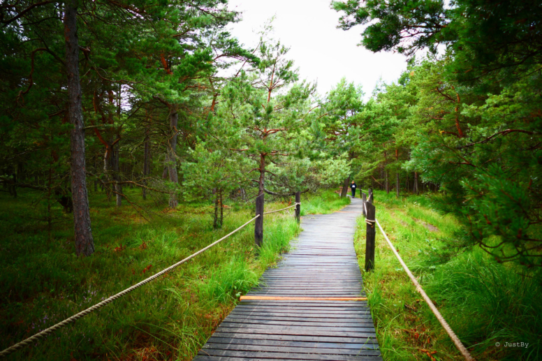słowiński park